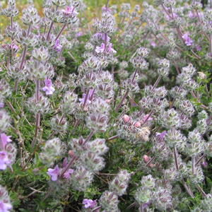 Θρούμπι Ελληνική 100γρ