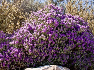 Θυμάρι Ελληνικό 100γρ
