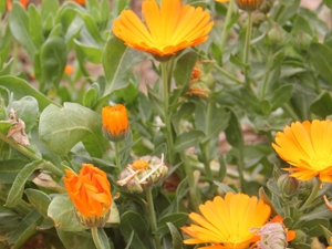 Καλέντουλα 50γρ