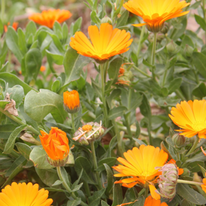 Καλέντουλα 50γρ