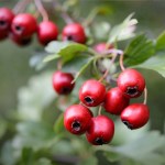 Κράταιγος 50γρ