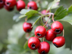 Κράταιγος 50γρ