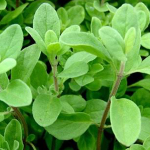 Ματζουράνα