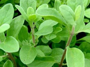 Ματζουράνα