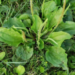 Πεντάνευρο 50γρ