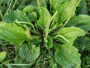 Πεντάνευρο 50γρ