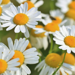 Χαμομήλι 70γρ