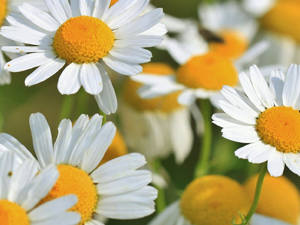 Χαμομήλι 70γρ