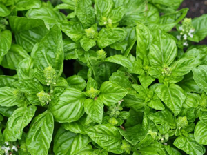 Βασιλικός 50γρ