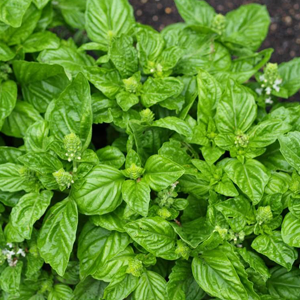 Βασιλικός 50γρ