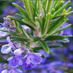 Δενδρολίβανο 50γρ