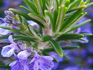 Δενδρολίβανο 50γρ