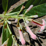 Κιγχόνη 50γρ