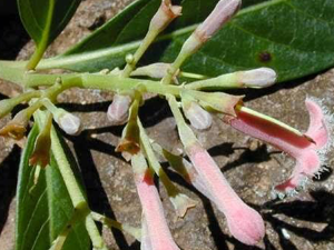 Κιγχόνη 50γρ