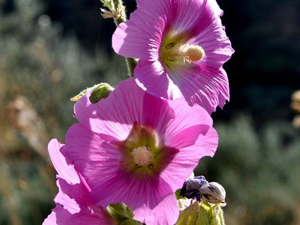 Αλθαία ρίζα 50γρ