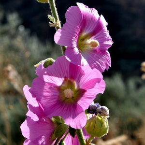 Αλθαία ρίζα 50γρ