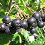 Αρώνια Οσμωτική χ/ζ 100gr