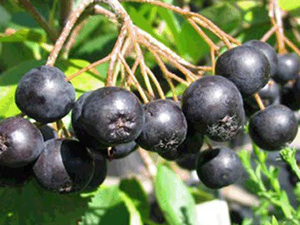 Αρώνια Οσμωτική χ/ζ 100gr