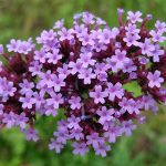 Βαλεριάνα 50γρ