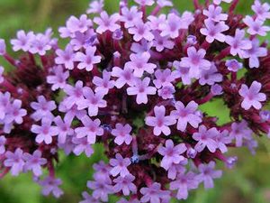 Βαλεριάνα 50γρ