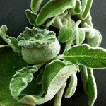 Φασκόμηλο 50γρ