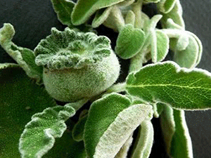 Φασκόμηλο 50γρ