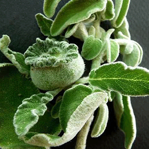 Φασκόμηλο 50γρ