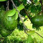 Γκραβιόλα Σκόνη bio 100gr