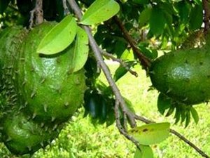 Γκραβιόλα Σκόνη bio 100gr