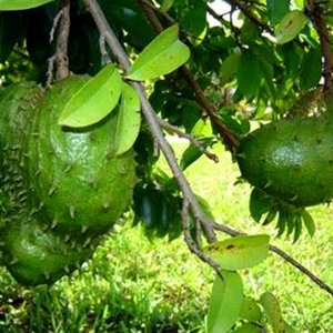 Γκραβιόλα Σκόνη bio 100gr