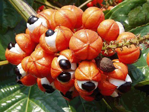 Γκουαρανά καρπός 100γρ