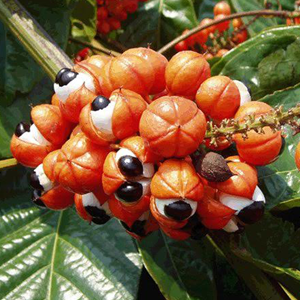 Γκουαρανά καρπός 100γρ