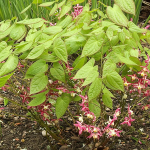 Horny Goat Σκόνη 100γρ