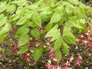 Horny Goat Σκόνη 100γρ