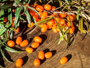 Ιπποφαές Οσμωτικό χ/ζ 100γρ