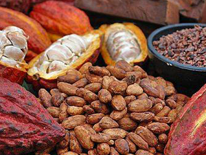 Σπόροι Κακάο 100γρ