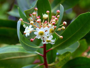 Κατουάμπα Σκόνη 100gr