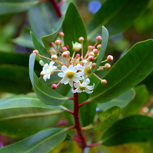 Κατουάμπα Σκόνη 100gr