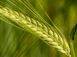 Κριθαρόχορτο Σκόνη 100γρ