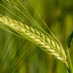 Κριθαρόχορτο Σκόνη 100γρ