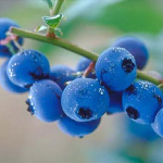 Μύρτιλο Οσμωτικό χ/ζ 100gr