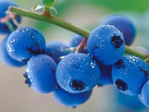 Μύρτιλο Οσμωτικό χ/ζ 100gr