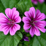 Μολόχα  ανθός 50γρ