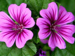 Μολόχα  ανθός 50γρ