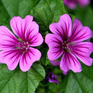 Μολόχα ανθός 50γρ