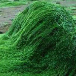 Σπιρουλίνα Σκόνη bio 100γρ