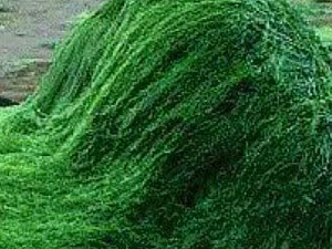 Σπιρουλίνα Σκόνη bio 100γρ