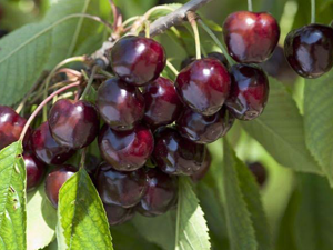 Βύσσινο όσμωσης χ/ζ