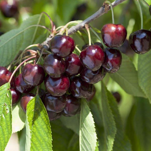 Βύσσινο όσμωσης χ/ζ
