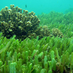 Χλωρέλλα Σκόνη 100γρ